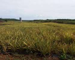 The landscape on the Island changes drastically, f The landscape on the Island changes drastically, from blue coastlines to thick brush and pineapple fields in a few minutes. It is a rather undiscovere